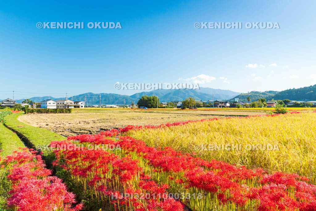 京都府　穴太の里　彼岸花