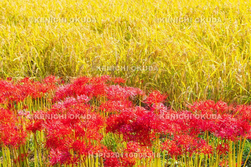 京都府　穴太の里　彼岸花