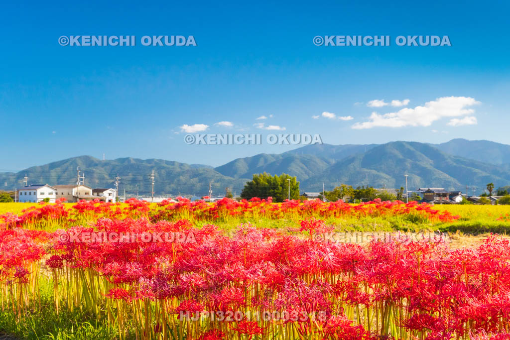 京都府　穴太の里　彼岸花