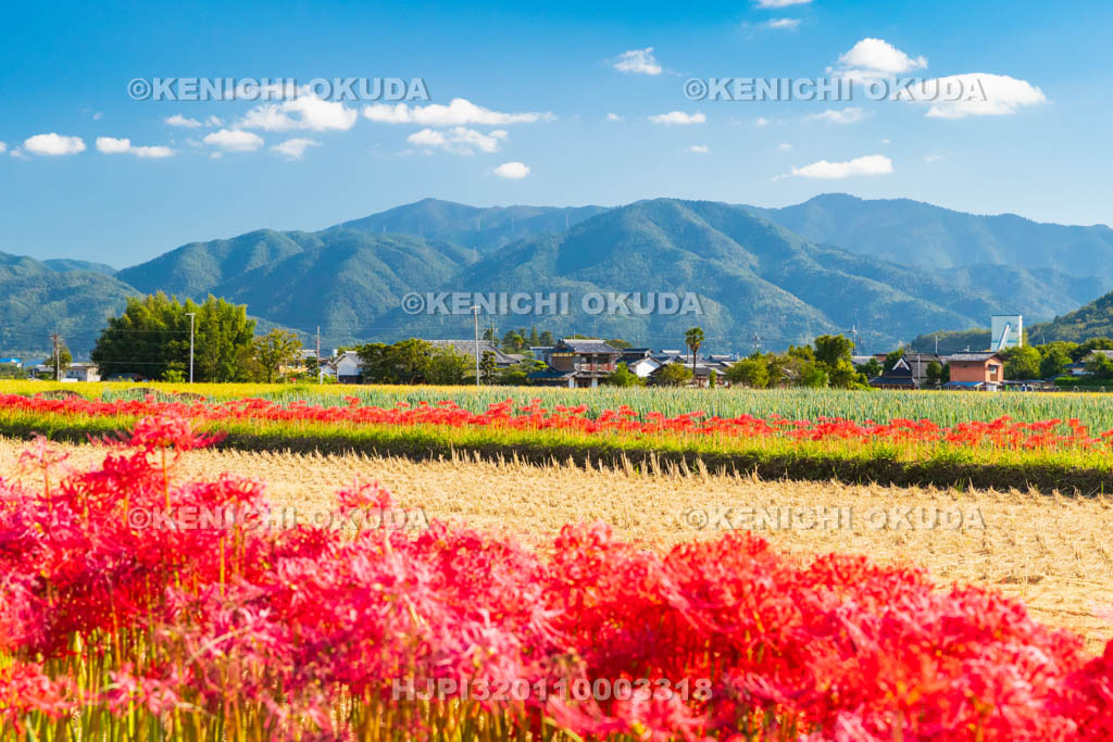 京都府　穴太の里　彼岸花