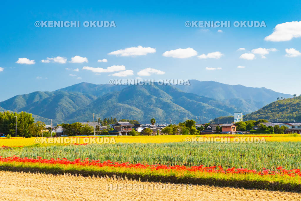 京都府　穴太の里　彼岸花