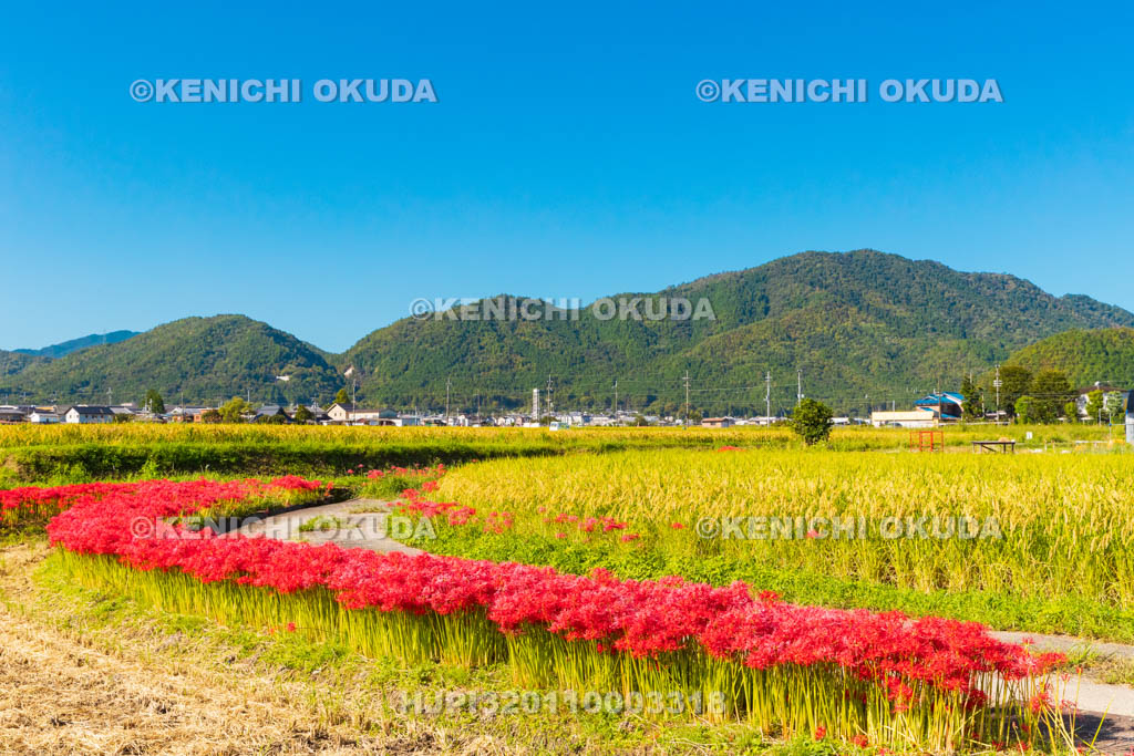京都府　穴太の里　彼岸花