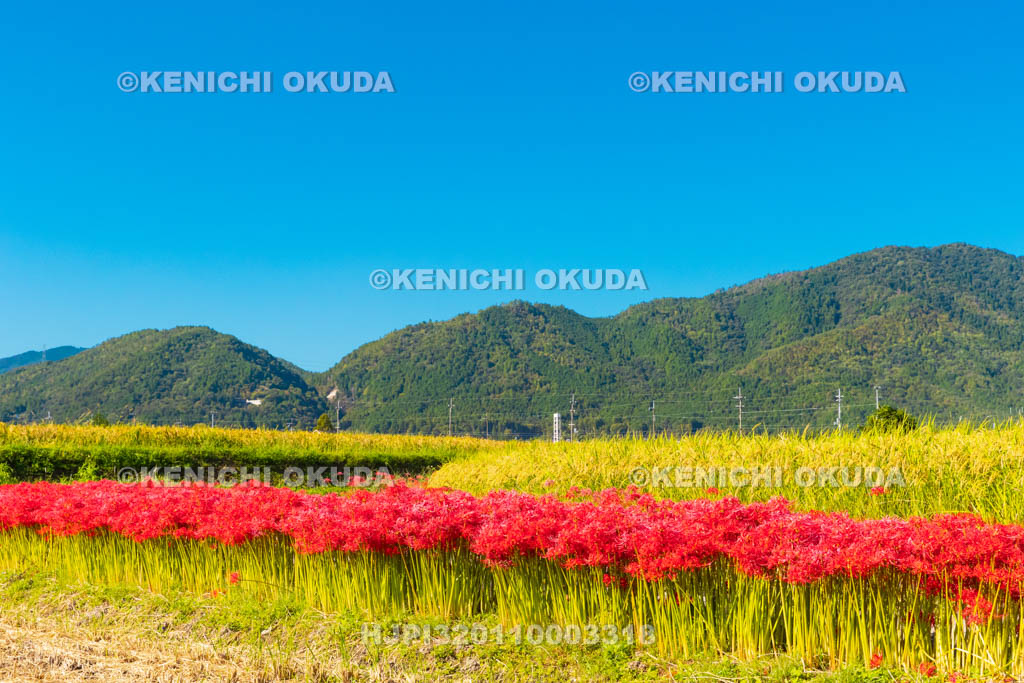 京都府　穴太の里　彼岸花