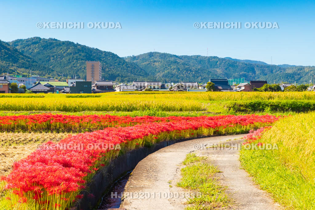 京都府　穴太の里　彼岸花
