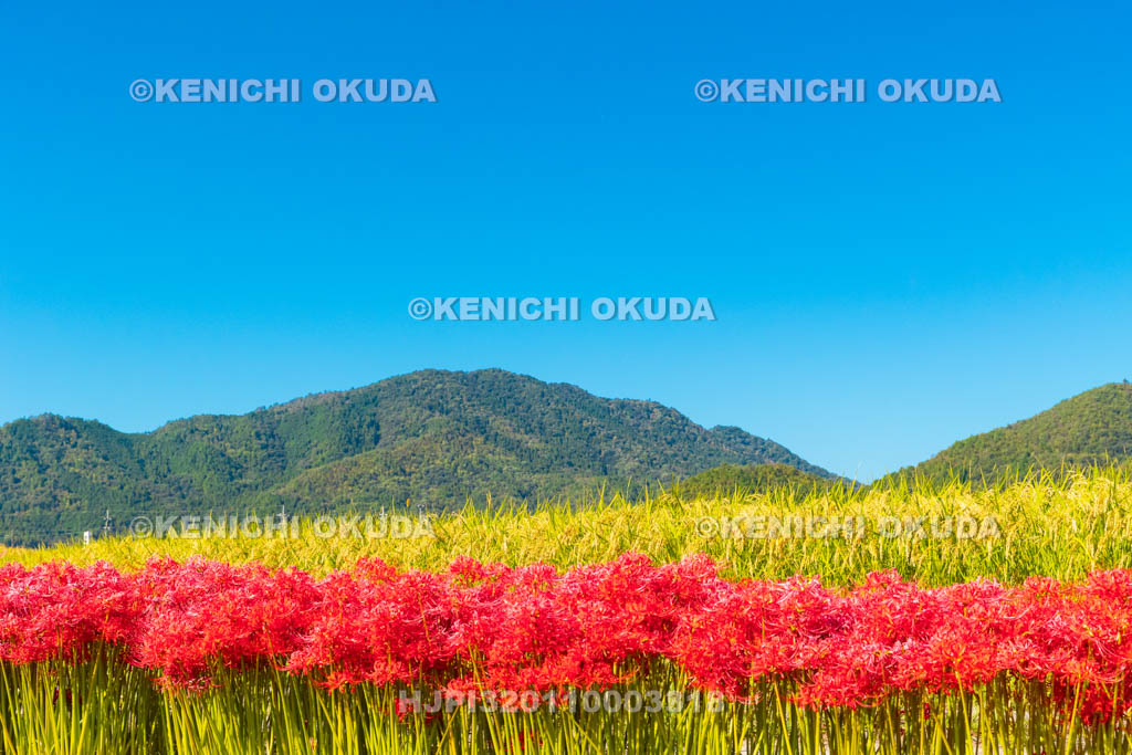 京都府　穴太の里　彼岸花