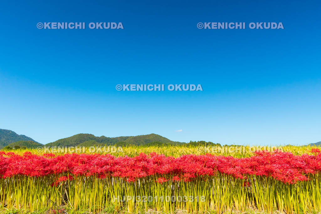 京都府　穴太の里　彼岸花