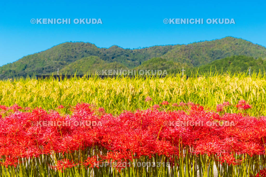 京都府　穴太の里　彼岸花