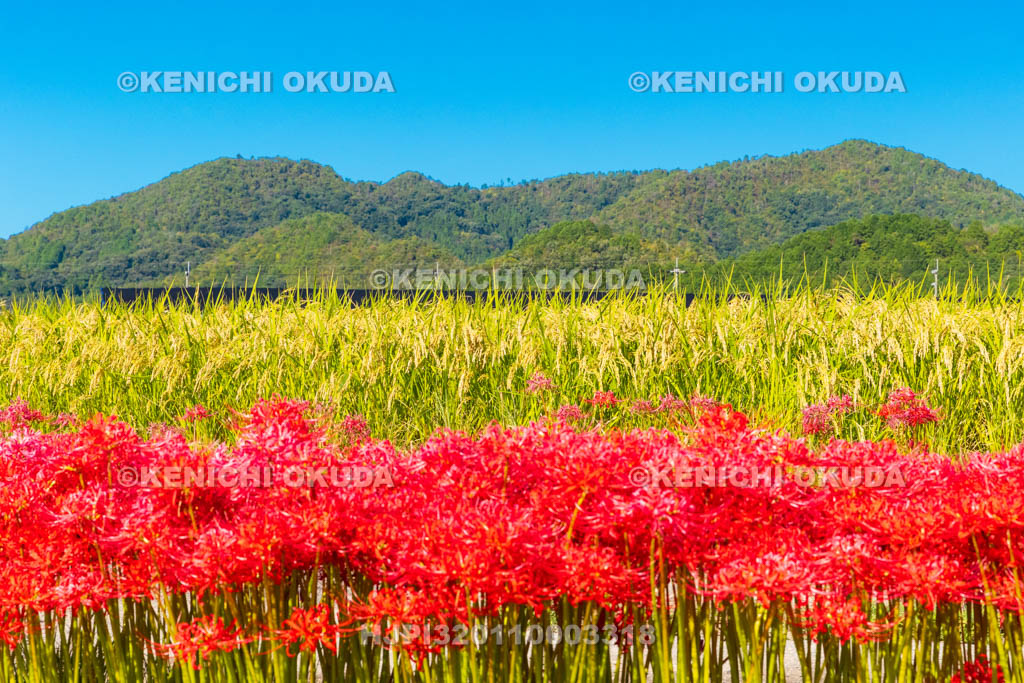 京都府　穴太の里　彼岸花