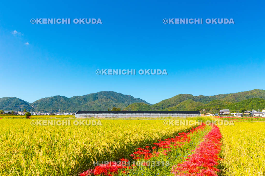 京都府　穴太の里　彼岸花