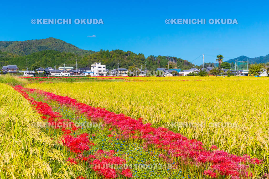 京都府　穴太の里　彼岸花