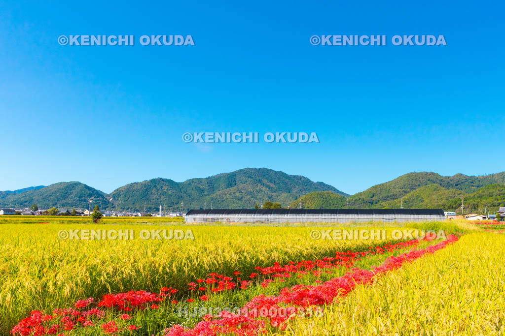 京都府　穴太の里　彼岸花