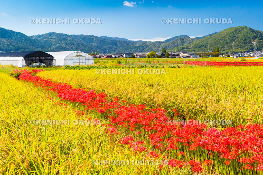京都府　穴太の里　彼岸花