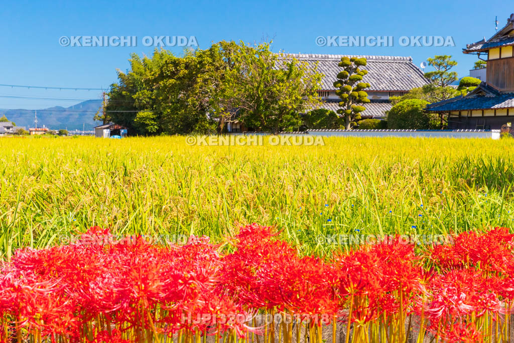 京都府　穴太の里　彼岸花