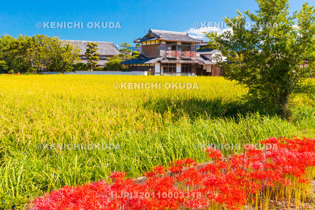 京都府　穴太の里　彼岸花
