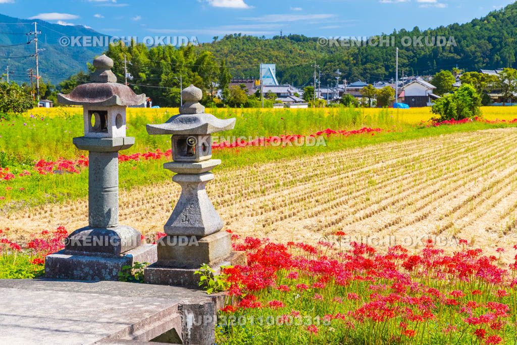 京都府　穴太の里　彼岸花