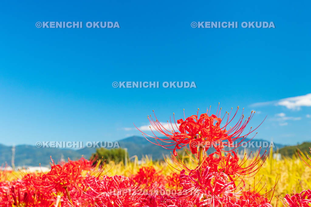 京都府　穴太の里　彼岸花