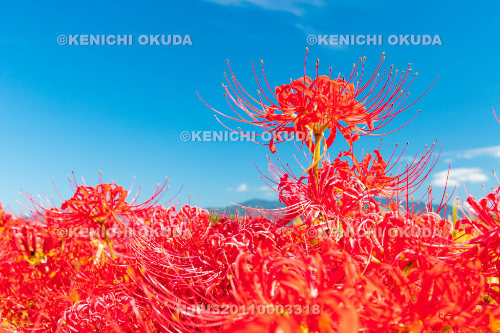 京都府　穴太の里　彼岸花