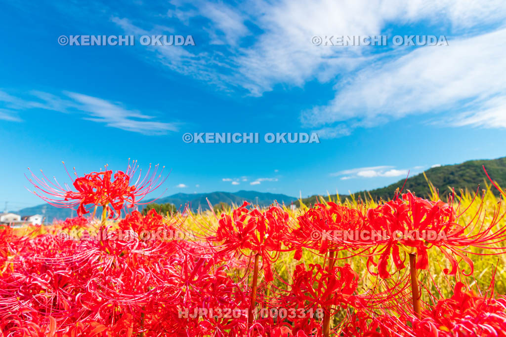 京都府　穴太の里　彼岸花