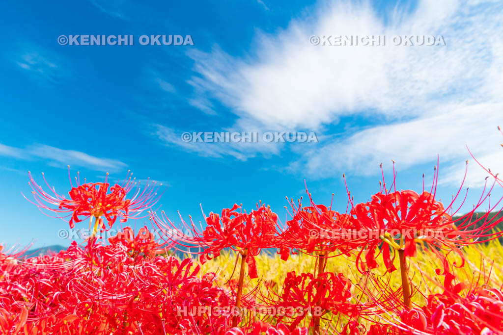 京都府　穴太の里　彼岸花