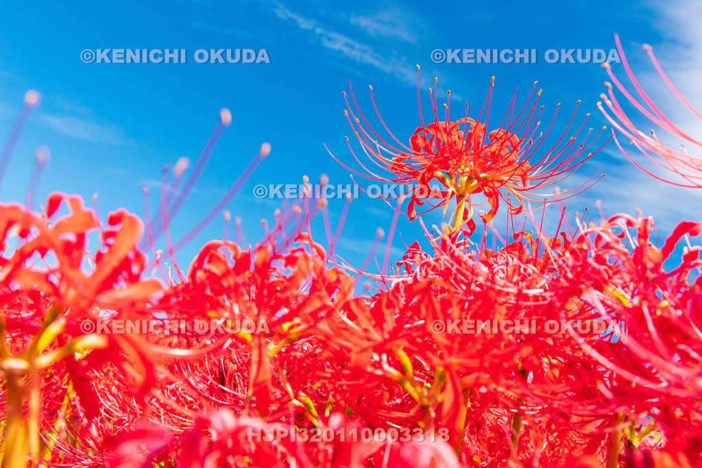 京都府　穴太の里　彼岸花