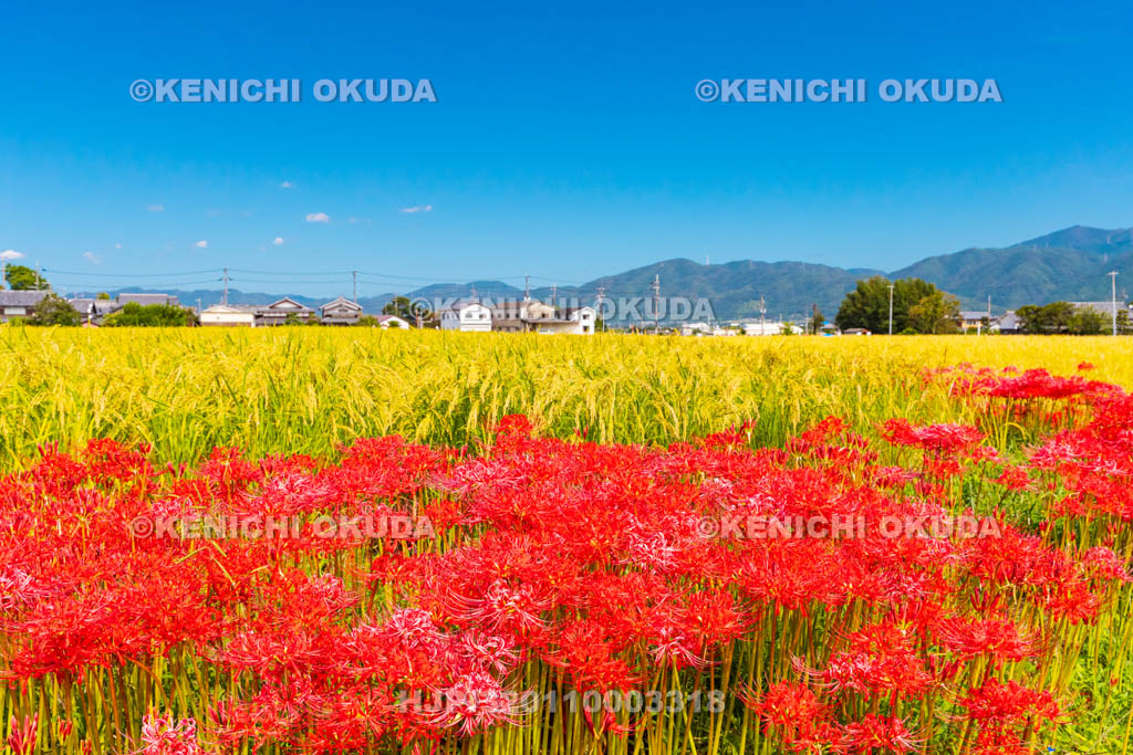 京都府　穴太の里　彼岸花