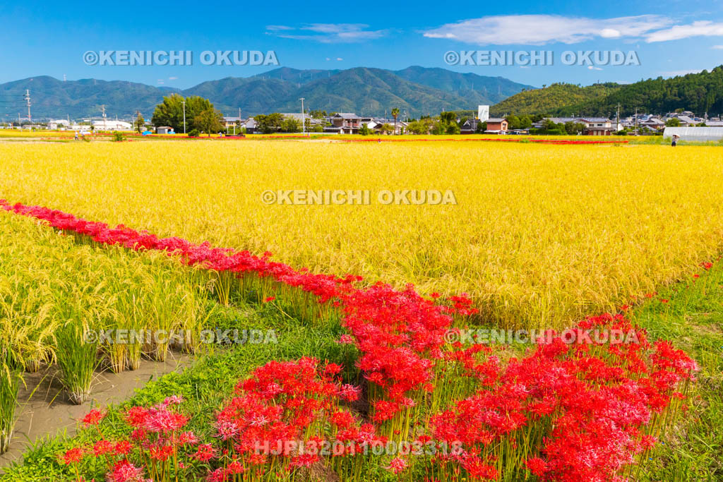 京都府　穴太の里　彼岸花