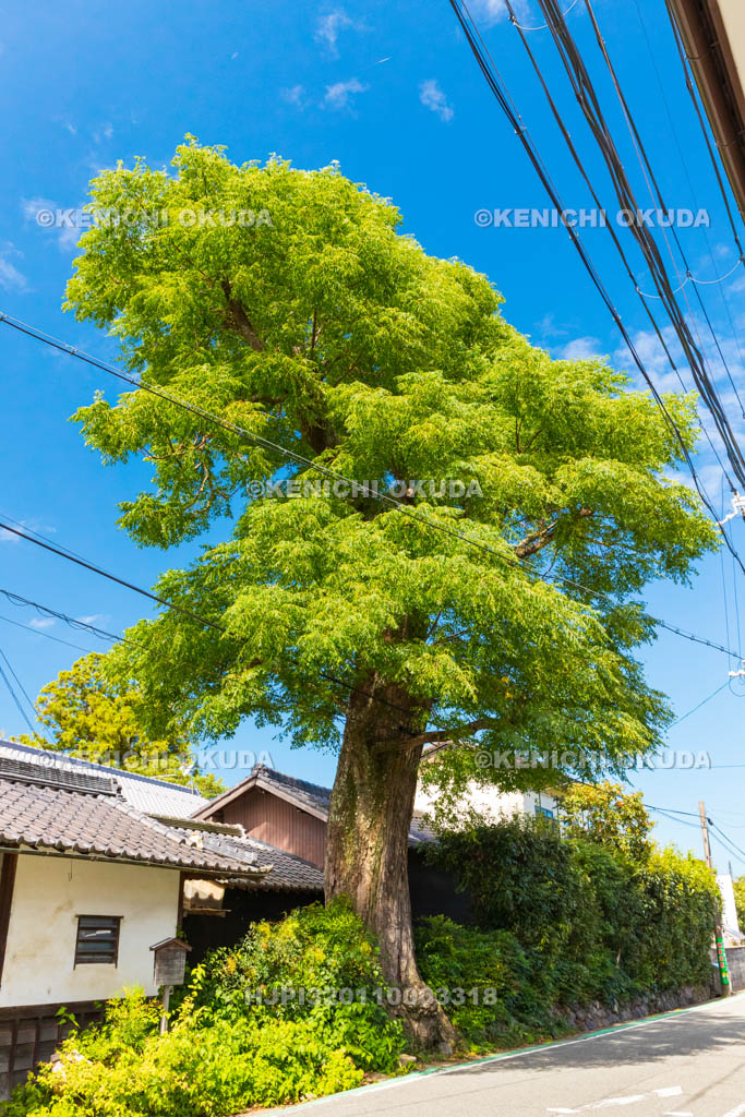 京都府　亀岡の名木　原田邸のセンダン