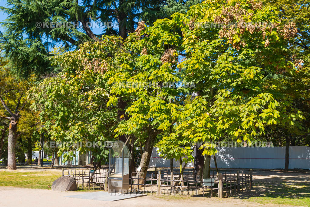 広島県　広島平和記念公園　被爆したアオギリ