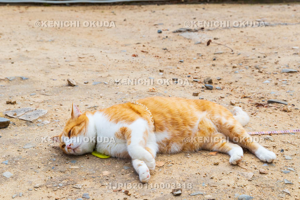 岡山県　備中松山城　猫城主「さんじゅーろー」