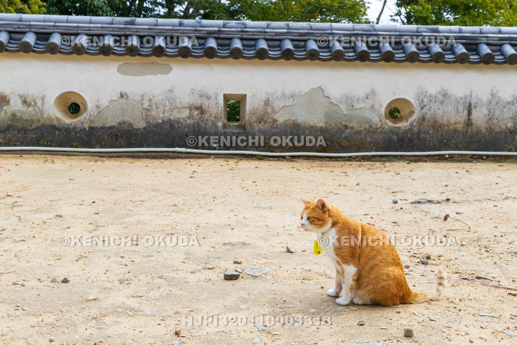 岡山県　備中松山城　猫城主「さんじゅーろー」
