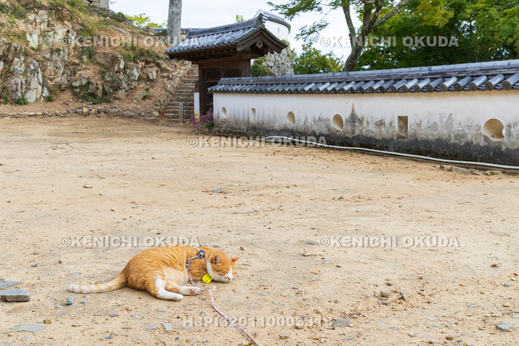 岡山県 備中松山城 猫城主「さんじゅーろー」