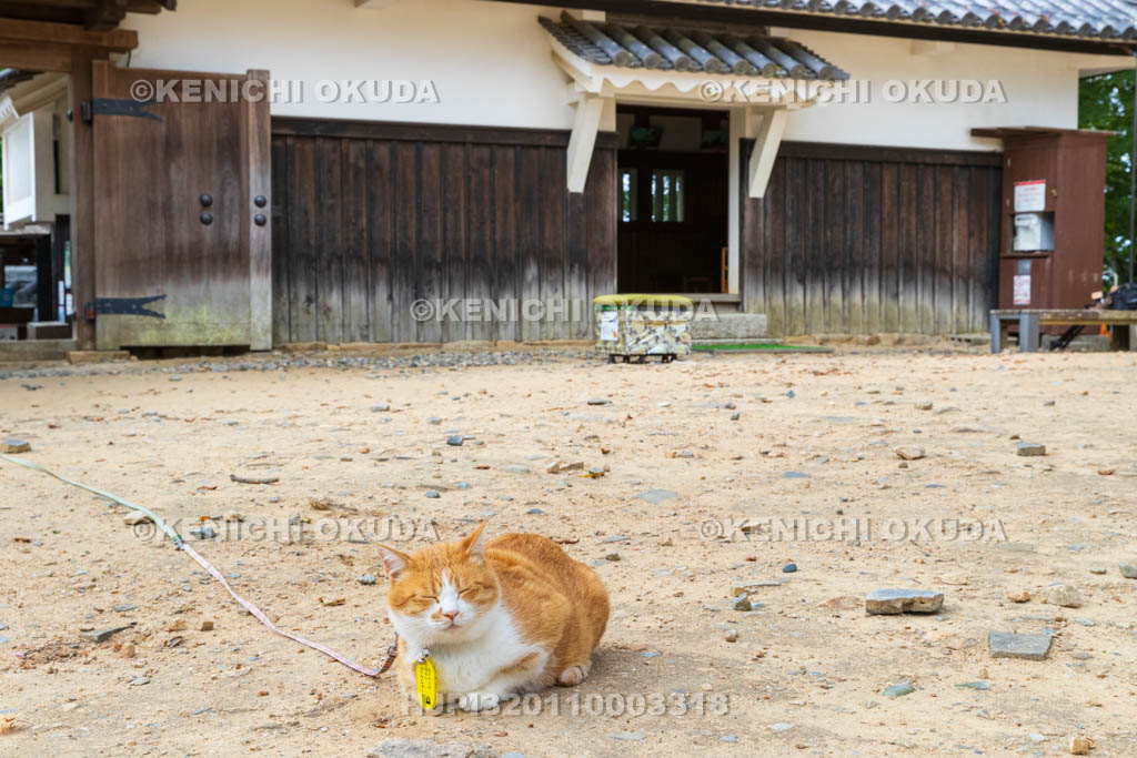 岡山県　備中松山城　猫城主「さんじゅーろー」