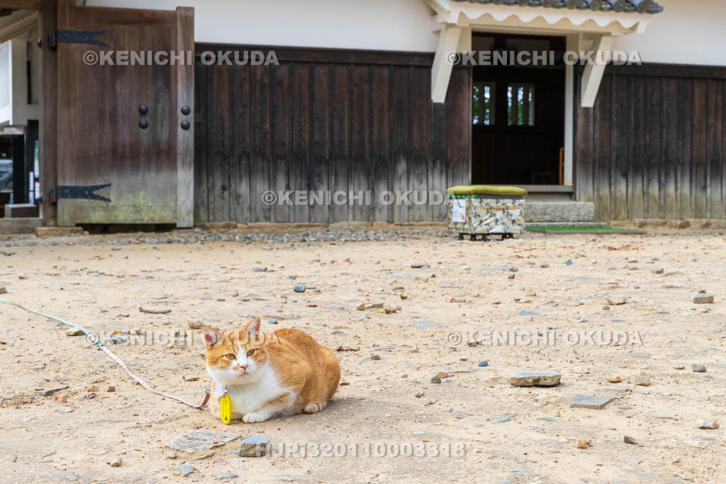 岡山県　備中松山城　猫城主「さんじゅーろー」
