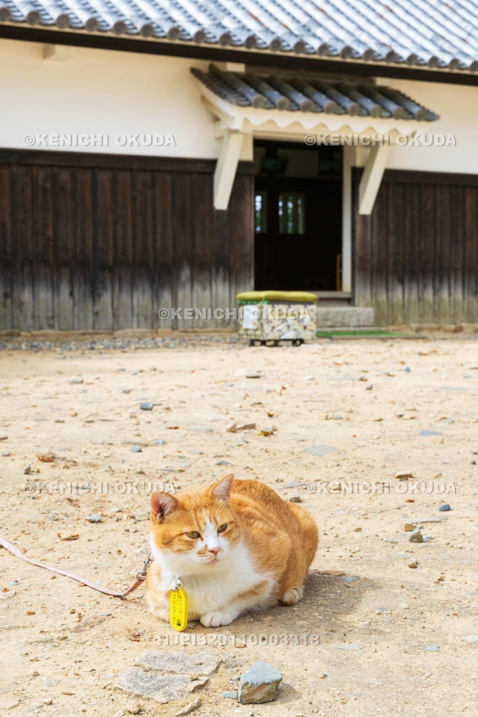 岡山県　備中松山城　猫城主「さんじゅーろー」