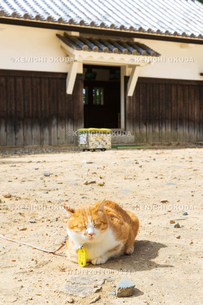 岡山県　備中松山城　猫城主「さんじゅーろー」