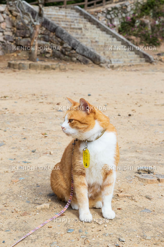 岡山県　備中松山城　猫城主「さんじゅーろー」