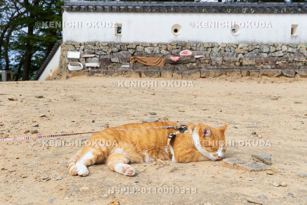 岡山県　備中松山城　猫城主「さんじゅーろー」