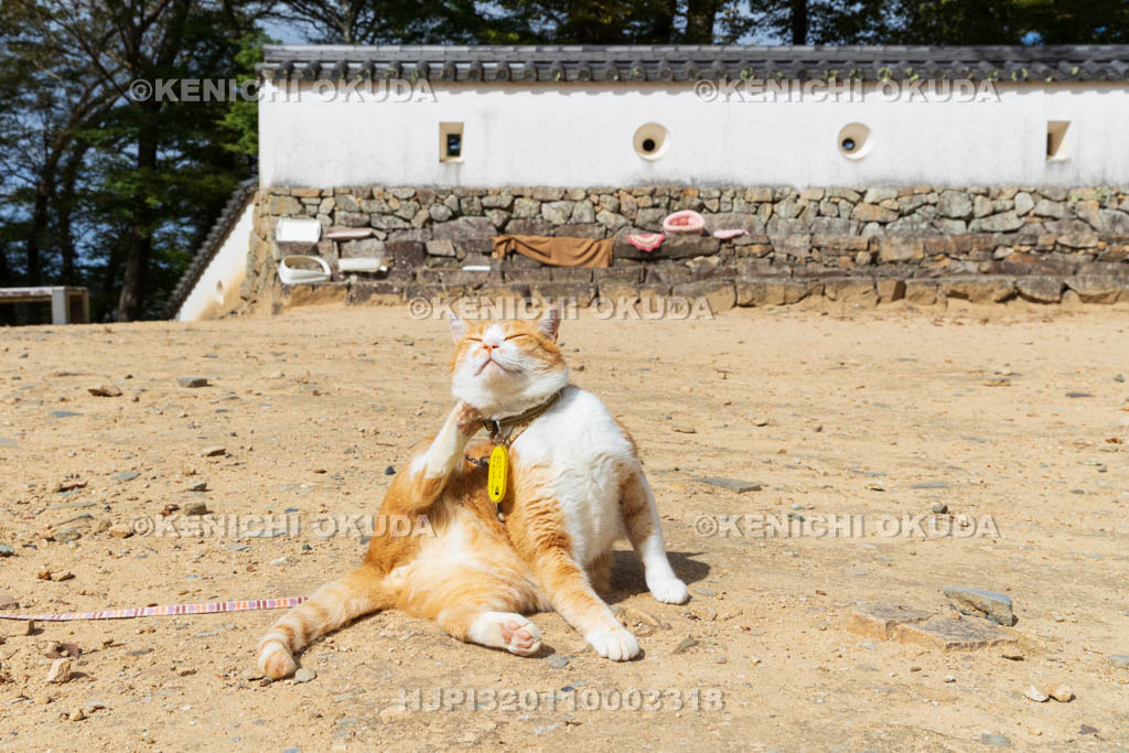 岡山県　備中松山城　猫城主「さんじゅーろー」