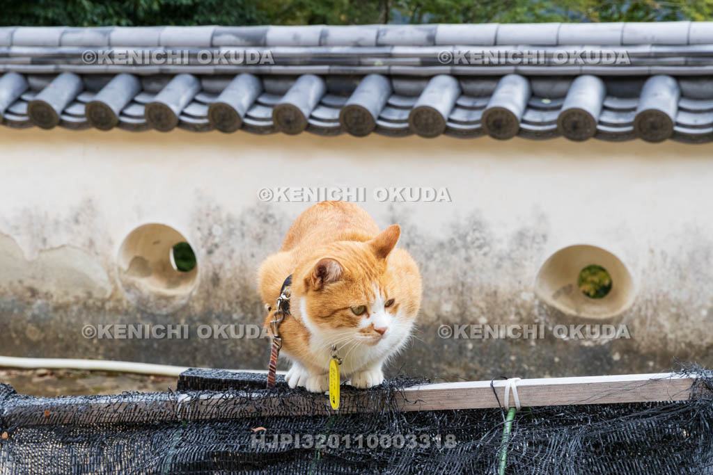 岡山県　備中松山城　猫城主「さんじゅーろー」