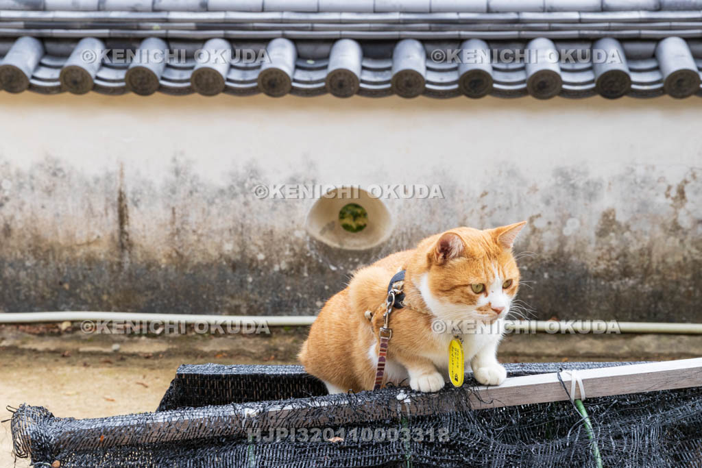 岡山県　備中松山城　猫城主「さんじゅーろー」