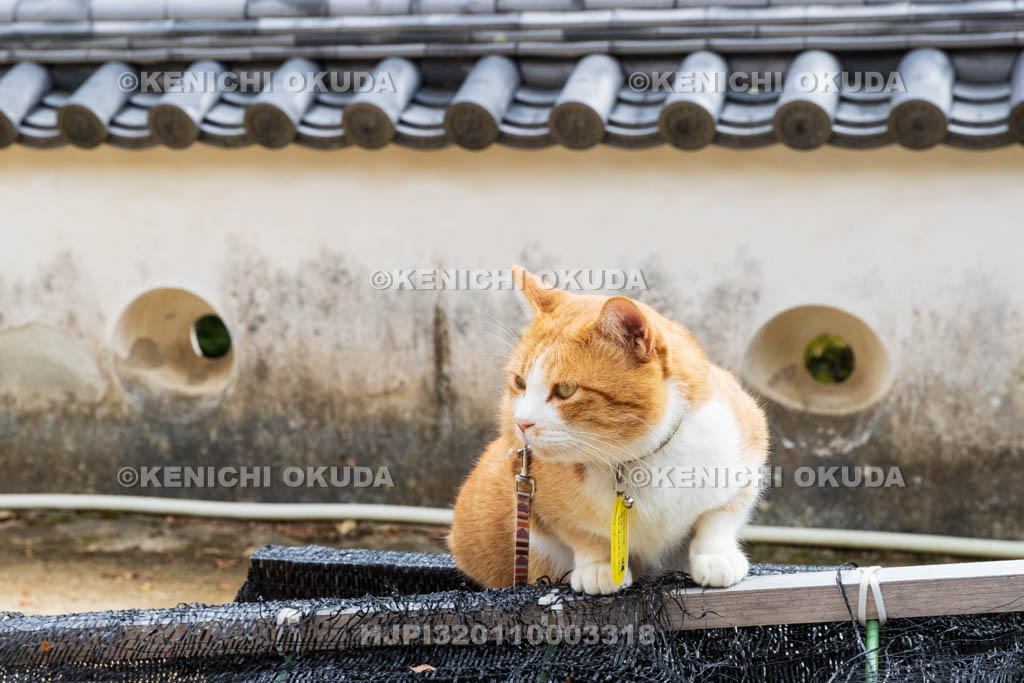 岡山県　備中松山城　猫城主「さんじゅーろー」