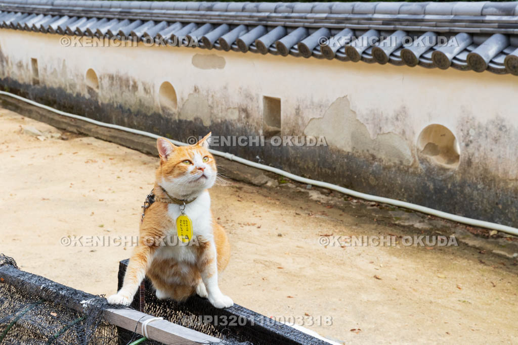 岡山県　備中松山城　猫城主「さんじゅーろー」