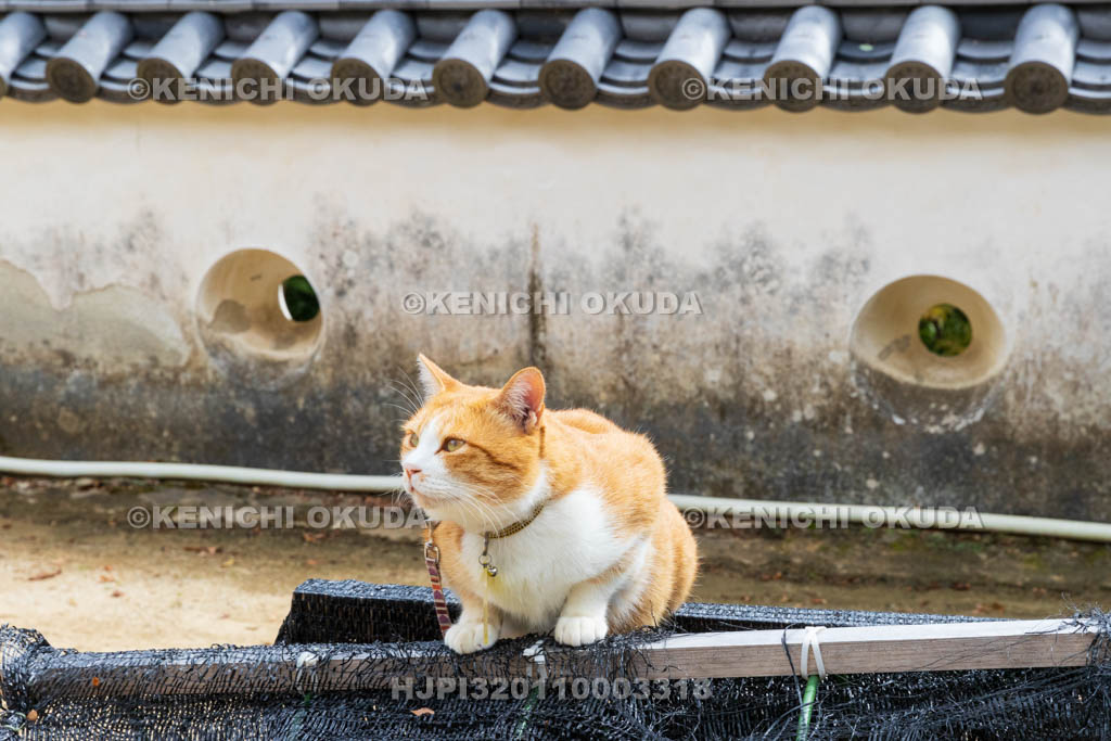 岡山県　備中松山城　猫城主「さんじゅーろー」