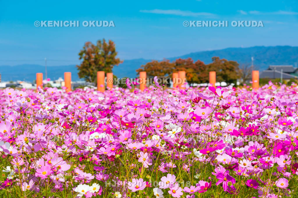奈良県　藤原宮跡のコスモス