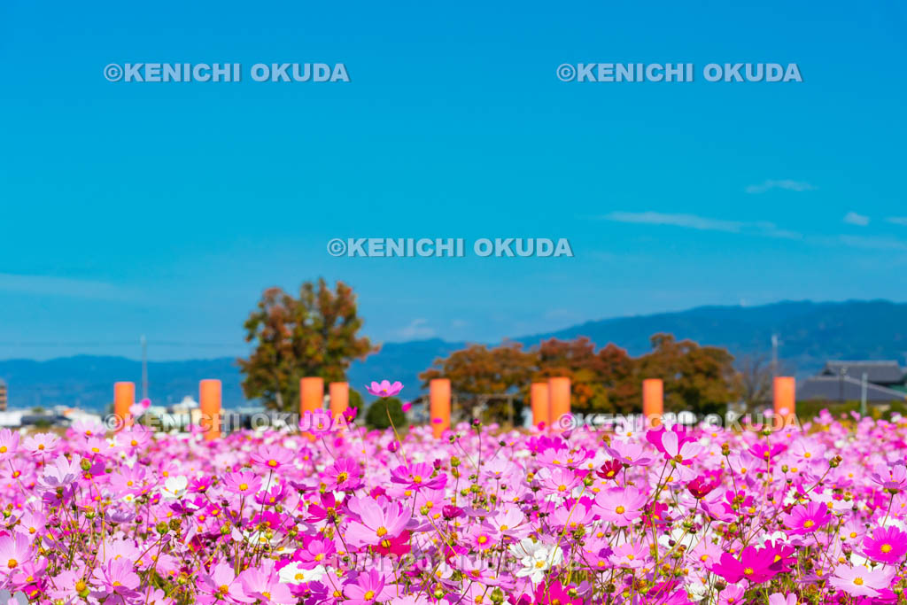 奈良県　藤原宮跡のコスモス