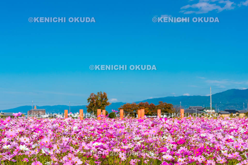 奈良県　藤原宮跡のコスモス