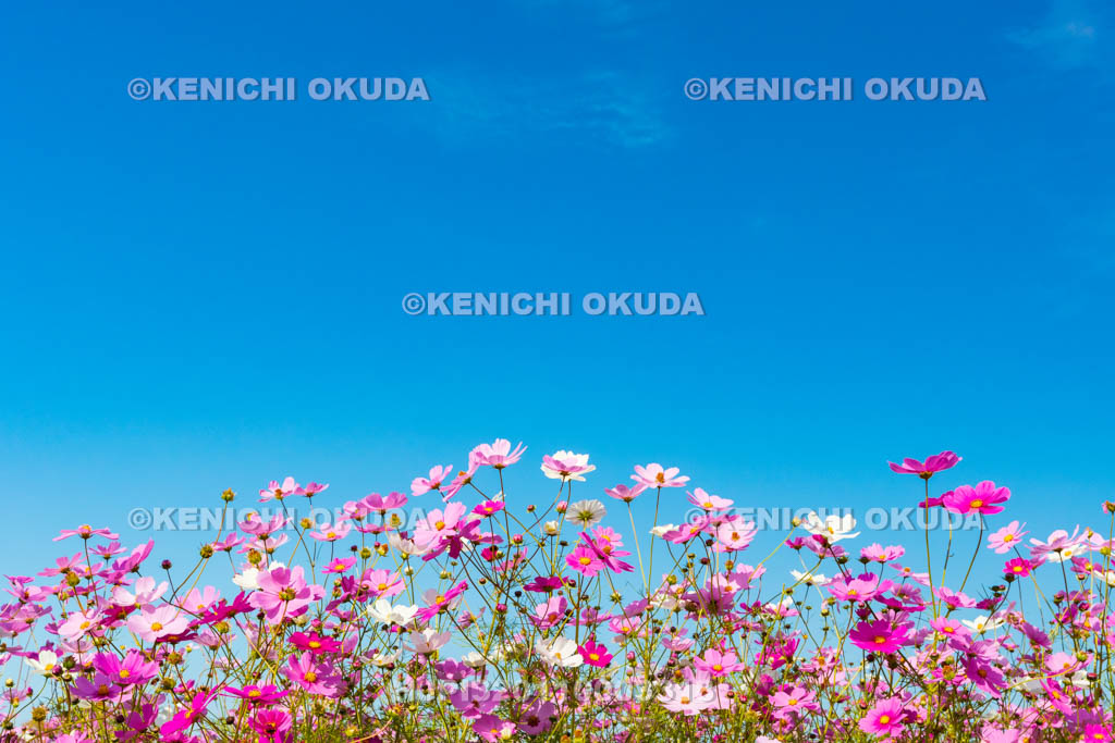 奈良県　藤原宮跡のコスモス