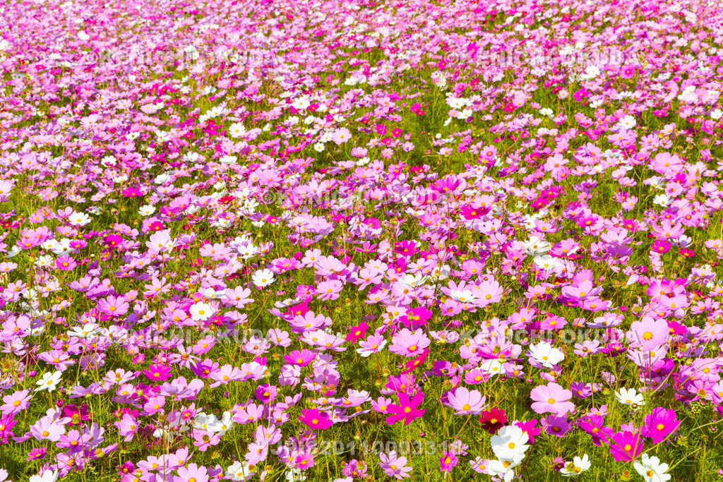 奈良県　藤原宮跡のコスモス