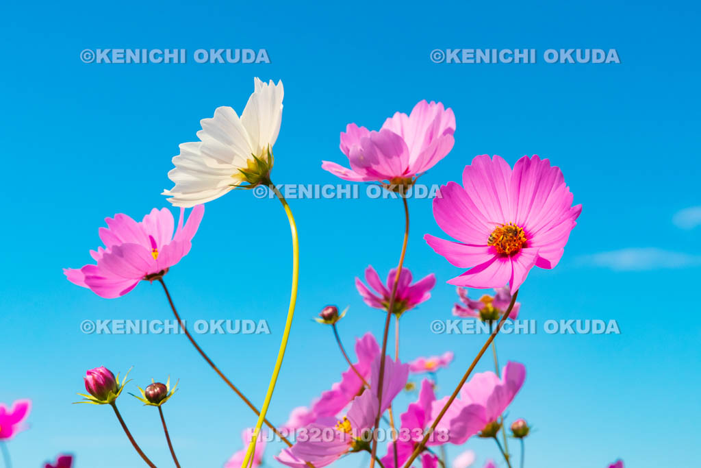 奈良県　藤原宮跡のコスモス