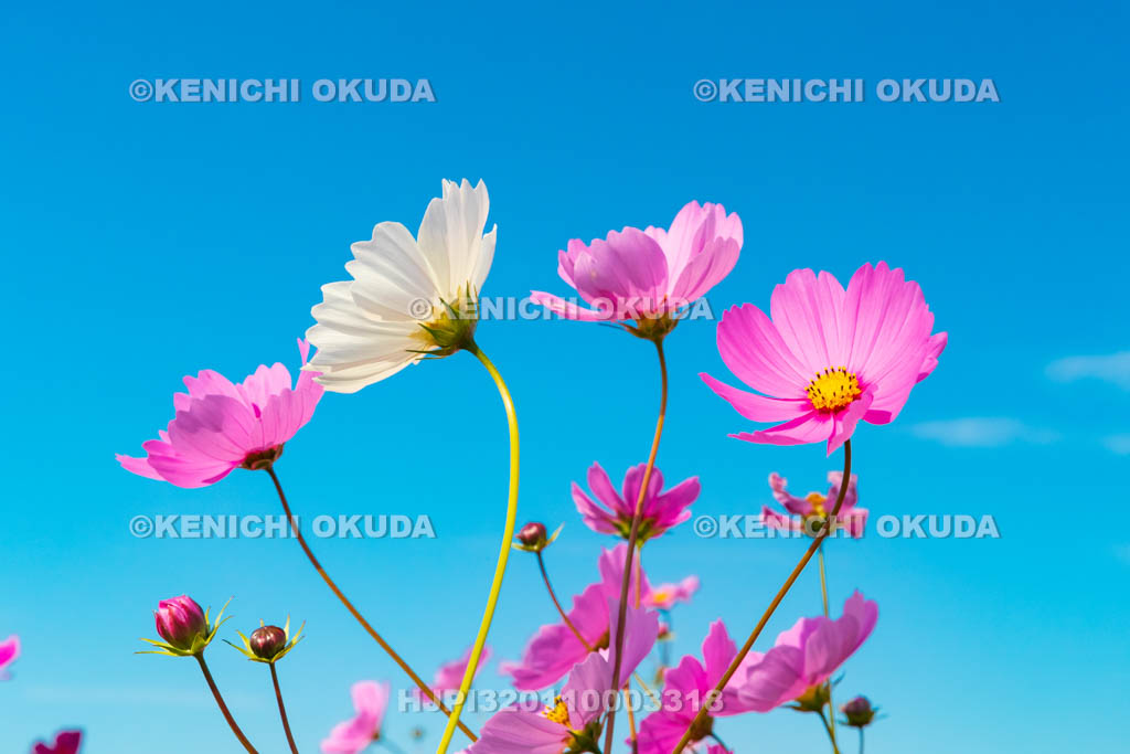 奈良県　藤原宮跡のコスモス